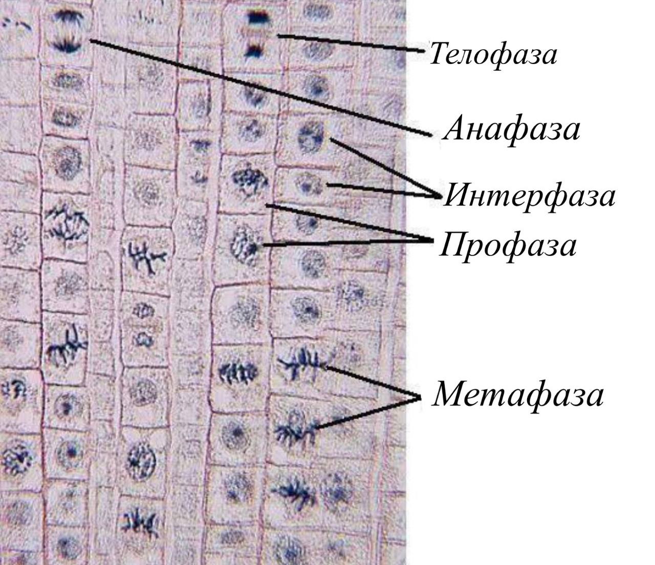 Фазы митоза под микроскопом